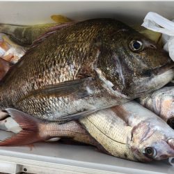 幸風（さちかぜ） 釣果