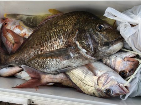 幸風（さちかぜ） 釣果