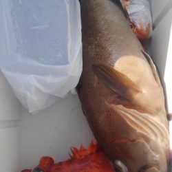 遊漁船 新鋭丸 釣果