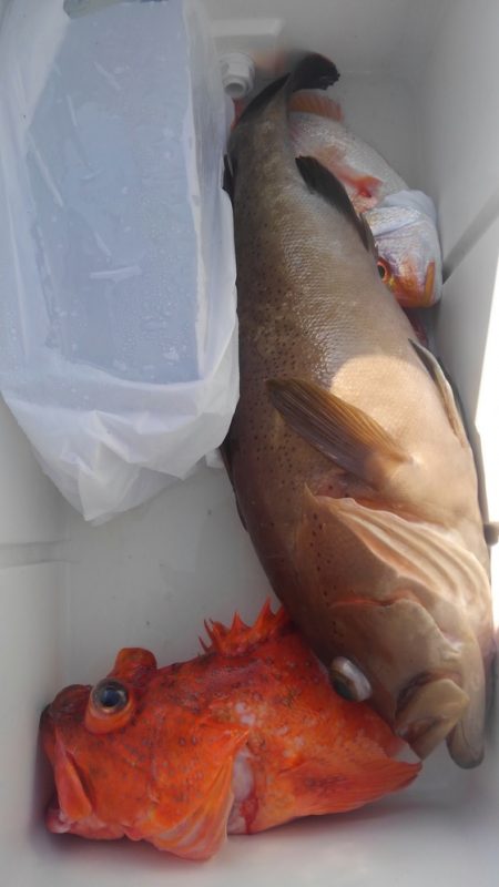 遊漁船 新鋭丸 釣果