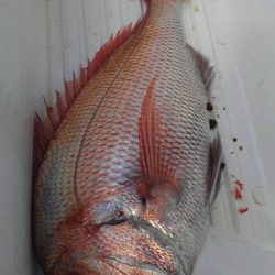 遊漁船 新鋭丸 釣果