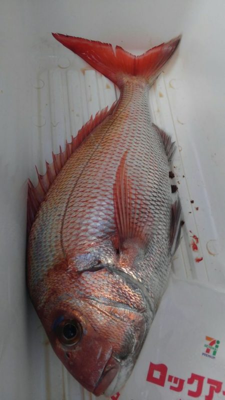 遊漁船 新鋭丸 釣果