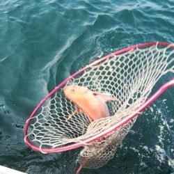 IDATEN（イダテン） 釣果