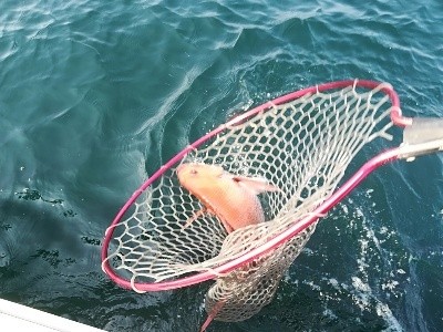 IDATEN（イダテン） 釣果