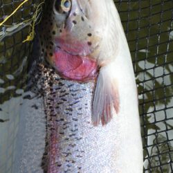 小菅トラウトガーデン 釣果