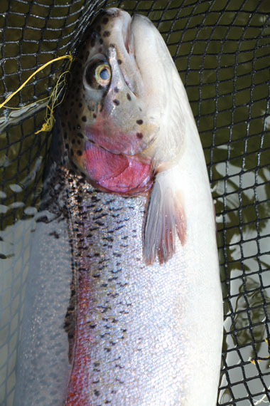 小菅トラウトガーデン 釣果