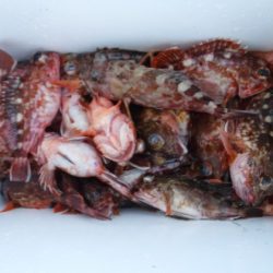 遊漁船 幸友丸 釣果