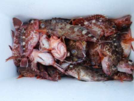 遊漁船 幸友丸 釣果