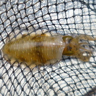 フィッシング太陽 釣果