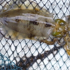 フィッシング太陽 釣果