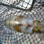 フィッシング太陽 釣果