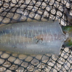 フィッシング太陽 釣果