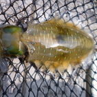 フィッシング太陽 釣果