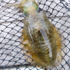 フィッシング太陽 釣果