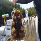 フィッシング太陽 釣果