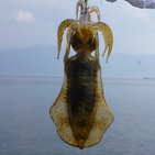 フィッシング太陽 釣果