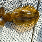 フィッシング太陽 釣果