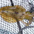 フィッシング太陽 釣果