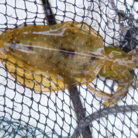 フィッシング太陽 釣果