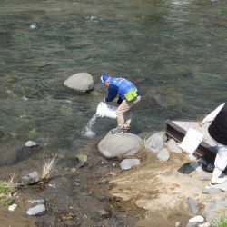 狩野川（狩野川漁業協同組合） 釣果