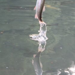 小菅トラウトガーデン 釣果