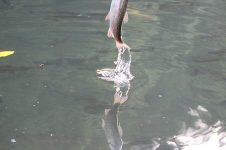 小菅トラウトガーデン 釣果