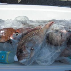 大進丸(新潟) 釣果