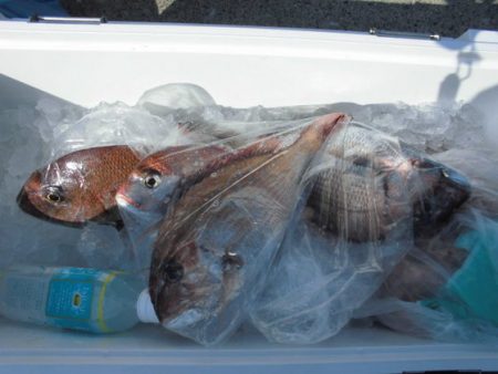 大進丸(新潟) 釣果