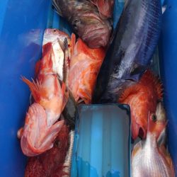 遊漁船 新鋭丸 釣果