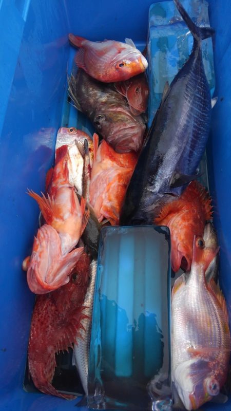 遊漁船 新鋭丸 釣果