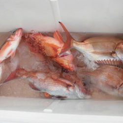 大進丸(新潟) 釣果