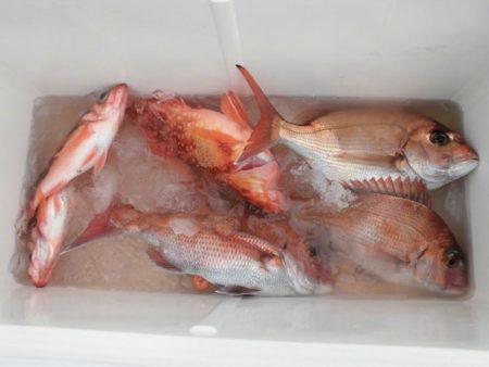 大進丸(新潟) 釣果