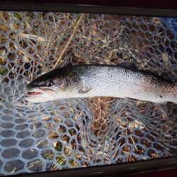 高萩ふれあいの里フィッシングエリア 釣果
