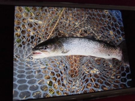 高萩ふれあいの里フィッシングエリア 釣果