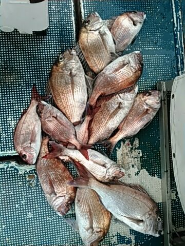 フィッシングガイド りょう 釣果