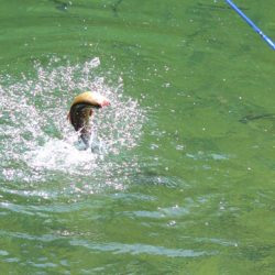 小菅トラウトガーデン 釣果