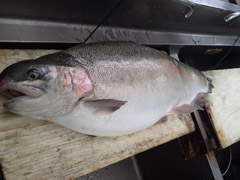 すそのフィッシングパーク 釣果