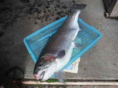 すそのフィッシングパーク 釣果