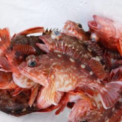 遊漁船 幸友丸 釣果