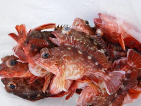 遊漁船 幸友丸 釣果