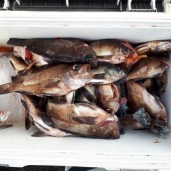 釣り船くわだ 釣果