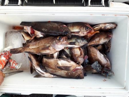 釣り船くわだ 釣果