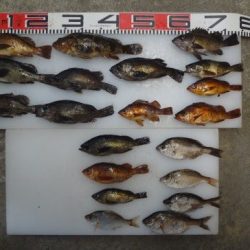 のとじま臨海公園海づりセンター 釣果