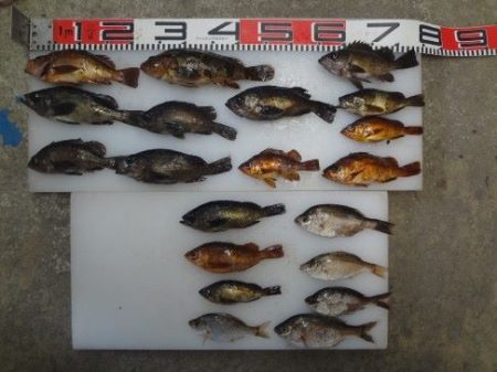 のとじま臨海公園海づりセンター 釣果