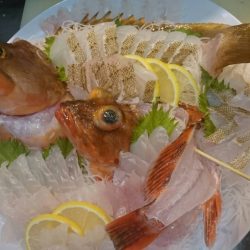 リトルワン 釣果