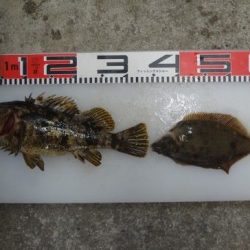 のとじま臨海公園海づりセンター 釣果