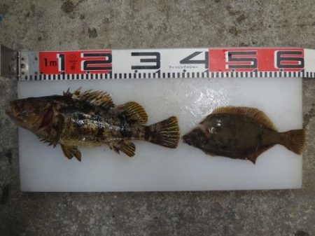 のとじま臨海公園海づりセンター 釣果