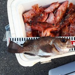 釣り船くわだ 釣果