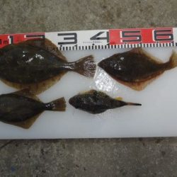 のとじま臨海公園海づりセンター 釣果