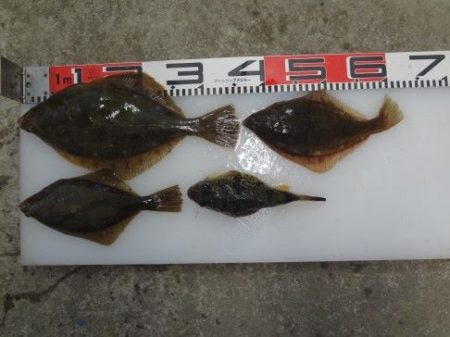 のとじま臨海公園海づりセンター 釣果